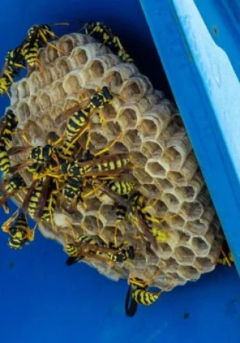 elimination-de-frelons